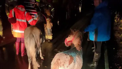 Joanna Johnson A picture of people leading two ponies away from flood waters. It is dark and the ponies are being led away. Firefighters can be seen nearby.