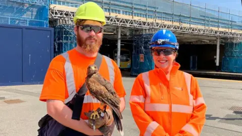 A bearded man in an orange high-vis t-shirt, sunglasses and yellow safety hat holds a Harris hawk, while standing next to a woman in an orange high-vis coat and blue safety helmet. Both are in front of a scaffolded building.