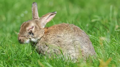A rabbit with myxomatosis in profile. The disease has affected its eye which is closed and has black skin lesions underneath it. The rabbit is brown and is sitting in grass. 