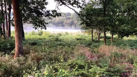 BBOWT Heathland and woodland at Wildmoor Heath with a low covering of mist handing over an expanse of ferns and heather.
