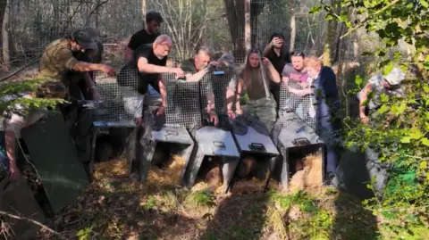 Ecotalk A number of beavers are let out of cages in Bowyers Wood, East Sussex.