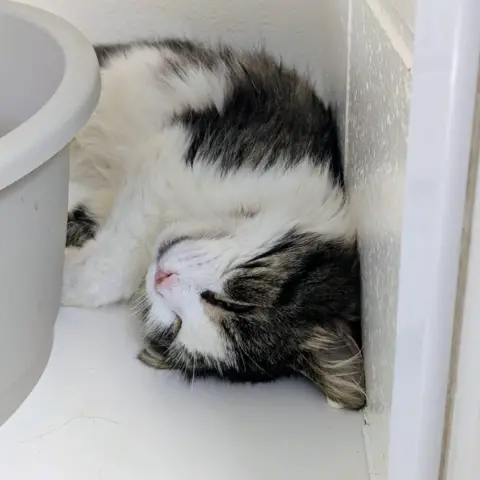 Supplied Indoors, Stan is curled up in a compact corner, peacefully asleep. 