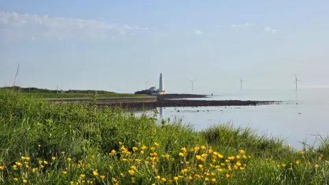 Figaro St Mary's lighthouse at Whitley Bay is being lit up in the sunshine. Yellow flowers in grass cover the near ground with the view of the lighthouse and wind turbines in the water further away.