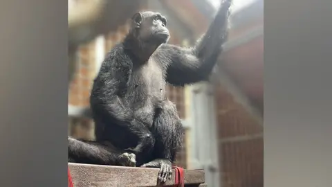 Monkey World Chocolat stood on a ledge at her new home in Monkey World