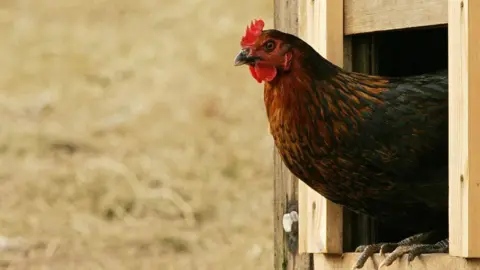 A brown chicken with a red plume emerging from a wooden doorway