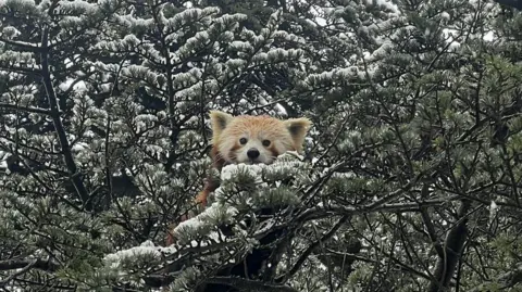 Sam Hull A red panda looks down on the photographer from a tree at Bristol Zoo Project. There is snow on the branches of the tree and the panda's fur is wet