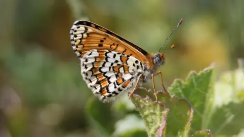 Alderney Bird Observatory Close up of butterfly