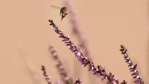 Getty Images Bee in Tadworth, Surrey