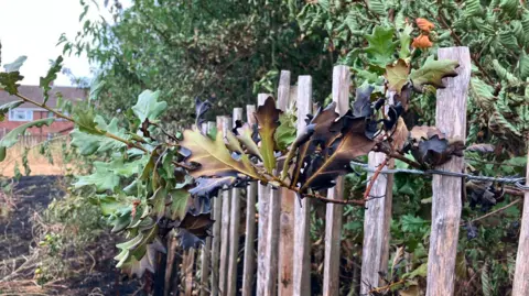 JOANNA TAYLOR/BBC The blackened leaves of an oak tree on a branch sticking out over a wooden fence. There are also some green leaves beside it. 