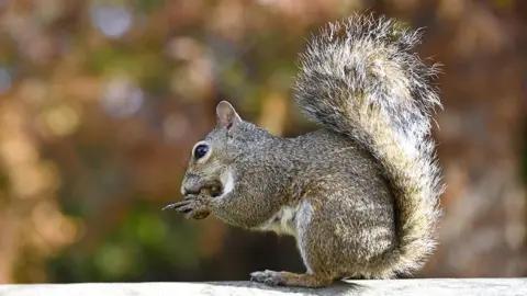 A grey squirrel in side profile looks on in a public park on an autumn day while eating a nut.