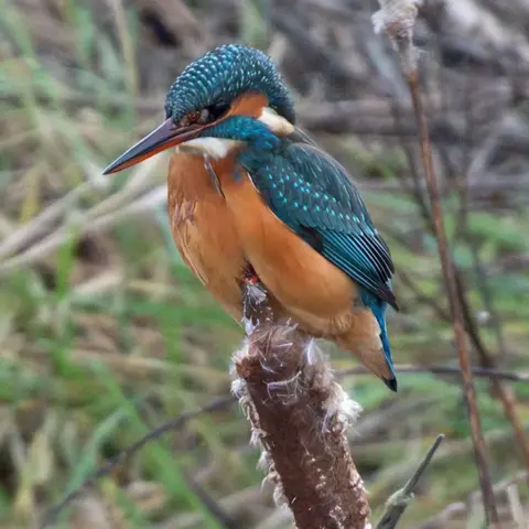 Nick Sidle Kingfisher sits perched on a branch in an area of reeds. It is a brightly coloured bird with turquoise, white and orange feathers. 