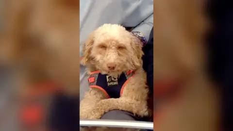 A blonde dog wearing an orange and black collar 