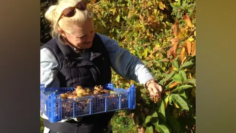 Jane Steward A woman with blonde hair picks fruit off trees in an orchard, placing them into a blue basket. She has sunglasses on top of her head. She is wearing a dark blue gilet with a blue long-sleeved top underneath. It is a sunny day.