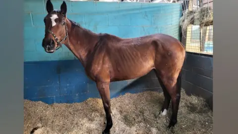 World Horse Welfare An Irish Thoroughbred standing in a stable on hay and sawdust. It is brown coloured and has a white flash on its nose and a long black tail. It has turned its head towards the viewer. Its ribs can be seen sticking out. 