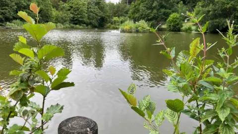 The lake in Stratford Park, with swans in the distance.