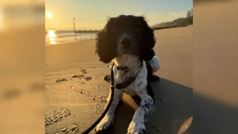 Wiltshire Police Reggie lying on the beach with the sun setting behind him.