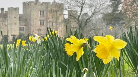 King Alfred daffodils at Hever Castle