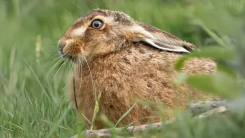 JAMIE MCCAFFREY A hare sits side on in a grassy field. The hare has hazel eyes and fluffy light-brown fur. It has large whiskers and long ears.
