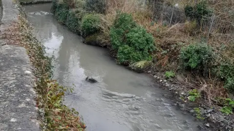 Small river with dark water and riverbanks with twigs and shrubbery