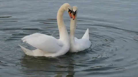 Supplied Swans Bonnie and Ash put their heads together forming a heart as they swim in a lake.
