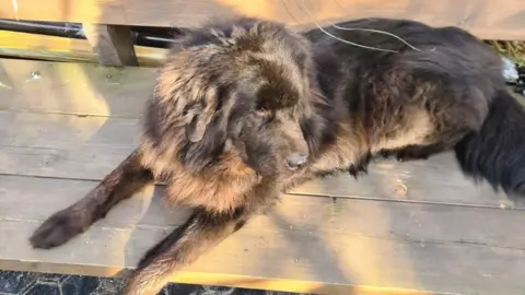 Daryll Olde Tiny the Tibetan mastiff is a large dog with thick brown hair. She is lying in the shade on a wooden bench.