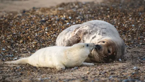National Trust/Hanne Siebers A grey seal pup with an adult grey seal.