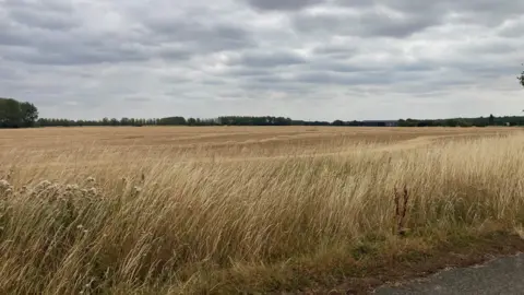 Agricultural fields. In the distance is a treeline.