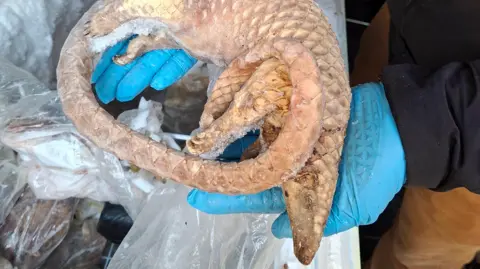 A dead, frozen pangolin held above a chest freezer.