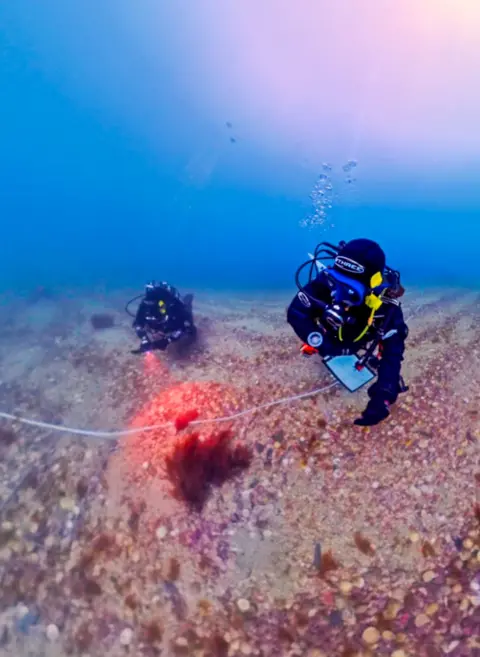 Two scientific divers taking samples from a brightly coloured maerl site