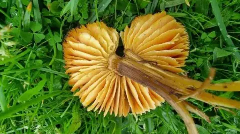 Niamh McDevitt a yellow variegated fungus with a long stalk on green grass.