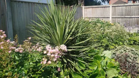 Paul Burnell/BBC A close-up shot of plants in a garden on a sunny day. 