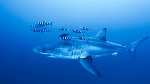 Great white shark swimming in the ocean followed by black and white fish