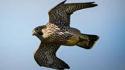 A peregrine falcon in flight 