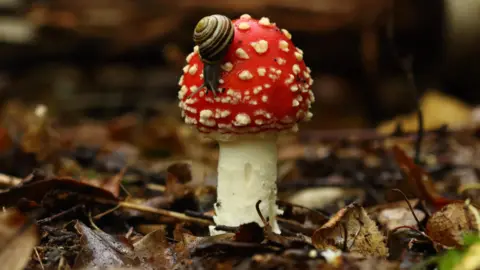 Mike Robinson A red and white spotted mushroom is pictured in brown tumbled leaf litter. A small snail with a striped brown shell is moving down the cap of the mushroom.
