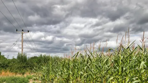 Ragged Runner A grey sky over a corn field with an telegraph pole in a green hedge and three wires.