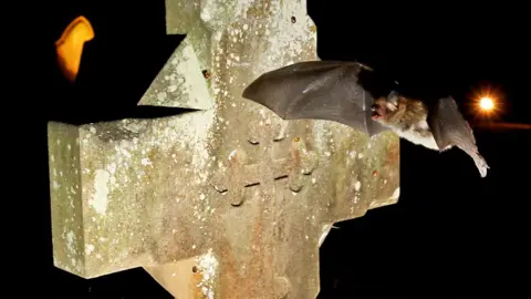 Natterer's bat flying past a gravestone. It is a pitch black night, and the grey cross-shaped stone is well lit while the bat passes it.