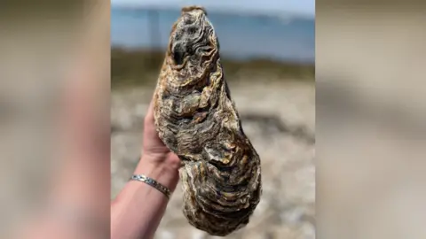 Tom Haward The giant oyster pictured in someone's hand