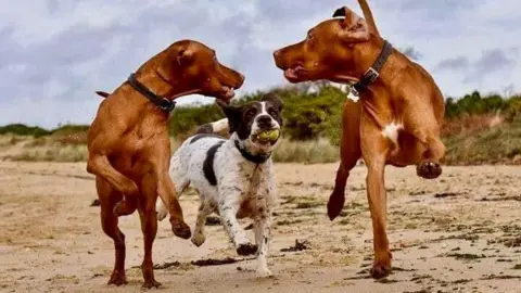 Jason Three dogs running towards the camera on a sandy beach. The middle one is white and brown and has a tennis ball in its mouth. The other two are brown. There are dunes covered in vegetation in the background under a cloudy sky. 