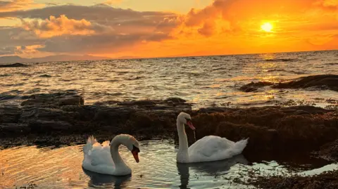 Aileen Gillies A sunset, with an orange sky, overlooking the sea. Two swans are sitting in the water, with the sunset beaming down over them. 