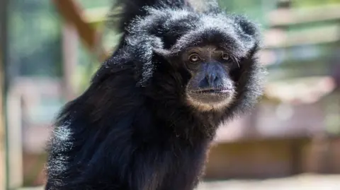 Monkey Haven Bog, a black gibbon, hanging by one arm and looking into the camera