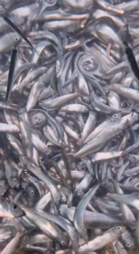 Association seeks States support for fish freezing - BBC News
