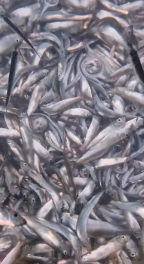 Whitebait and sand eels