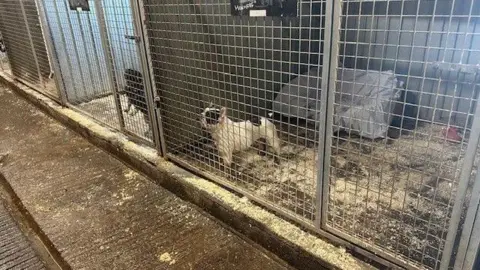 A row of dog pens with woodshavings on the floor. In one of the pens is a small black and white dog.