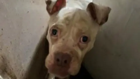 A picture of Tilly when she was found. Her head is poking out from the side of a door and she is dramatically skinnier. The bones of her spine can be seen under her skin, her face is drawn and her eyes are sunken. She is stained and looks scared.