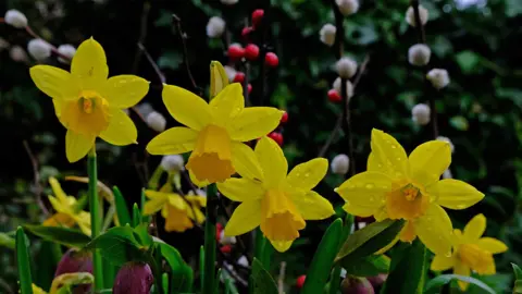 Stephen Squirrell A close up of bloomed daffodils with some water droplets on them. 