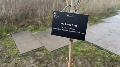 Nicola Haseler/BBC A close up of the newly planted sapling, with a black rectangular card hung around it. The National Trust logo is in the top left. The sign reads: "The Parks Trust / A Tree of Hope / grown from the felled Sycamore Gap tree". There are a few buds coming out of the branches.