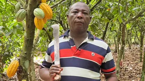 Ghanaian cocoa farmer Robert Addae, wearing a red, white and blue short-sleeved shirt, stands amidst his cocoa trees holding a cutlass. Yellow and green cocoa pods can be seen on some of the trees.