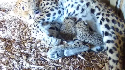 Yorkshire Wildlife Park An adult leopard curled round two small leopard cubs on a bed of straw.