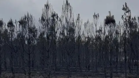 Rob Fox Dozens of scorched trees which were burned during a wildfire.