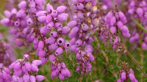 Clusters of bell heather flowers, which are pink and bell-shaped.